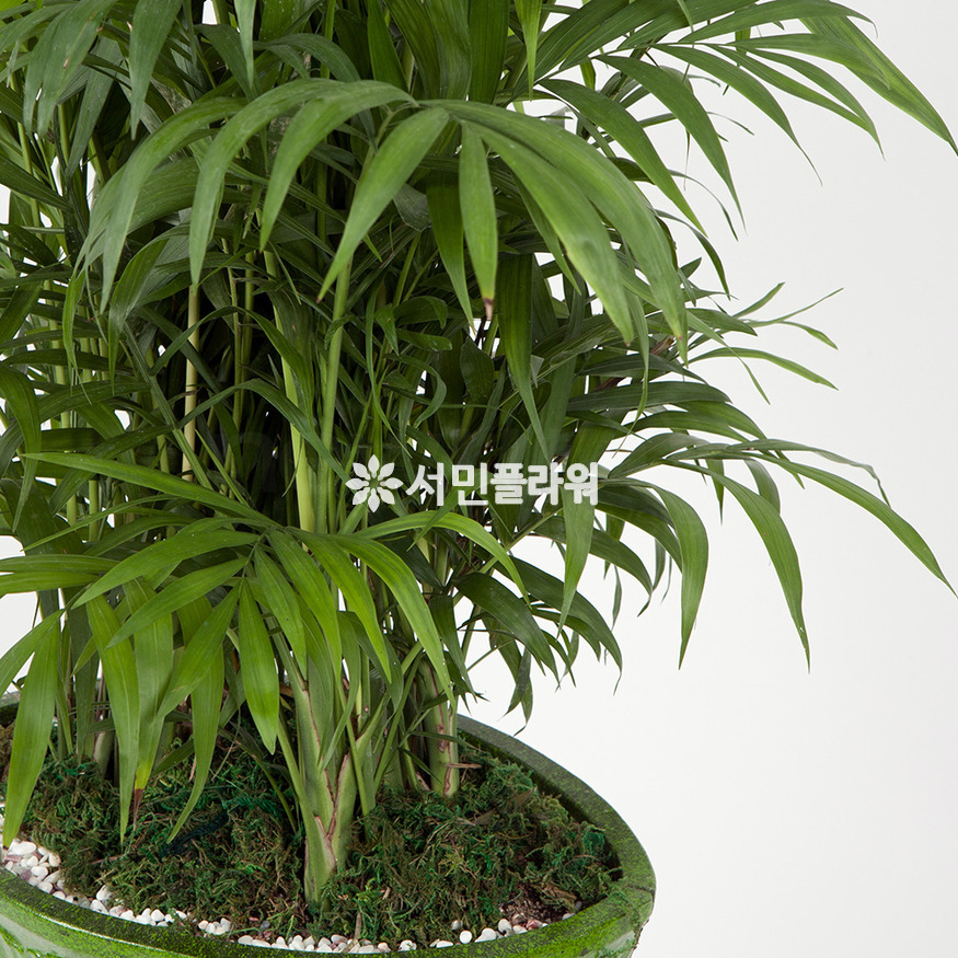 상세이미지