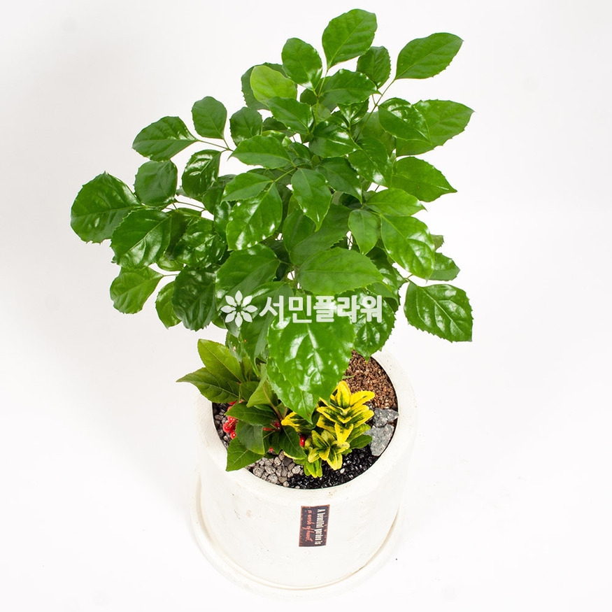 상세이미지