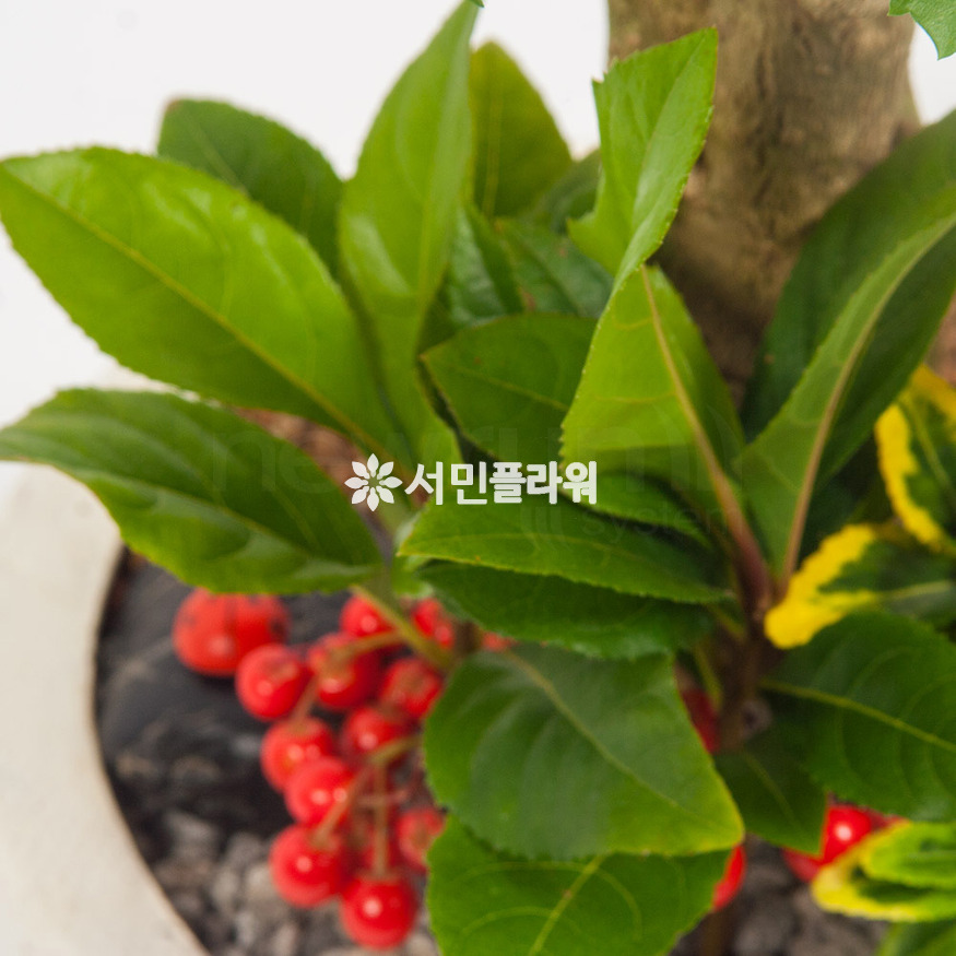 상세이미지