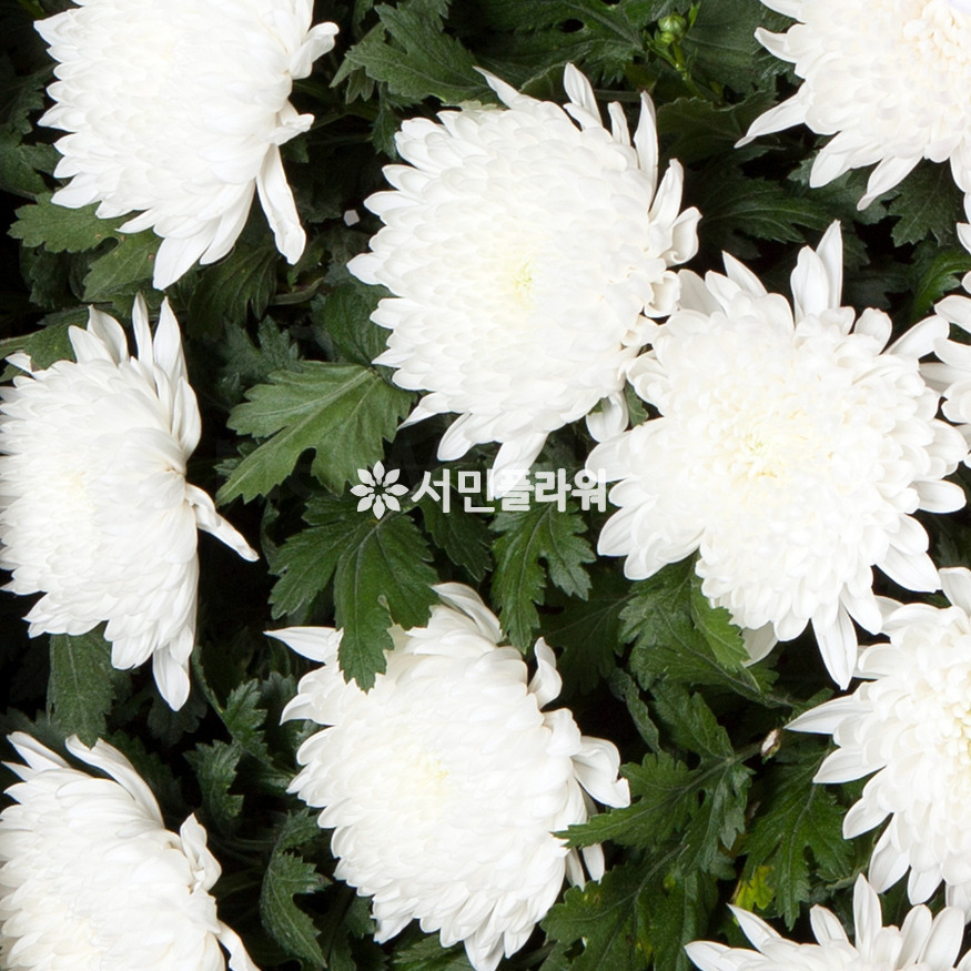 상세이미지