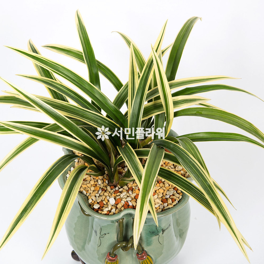 상세이미지