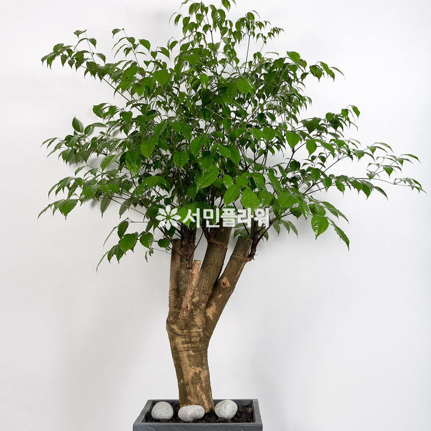 상세이미지