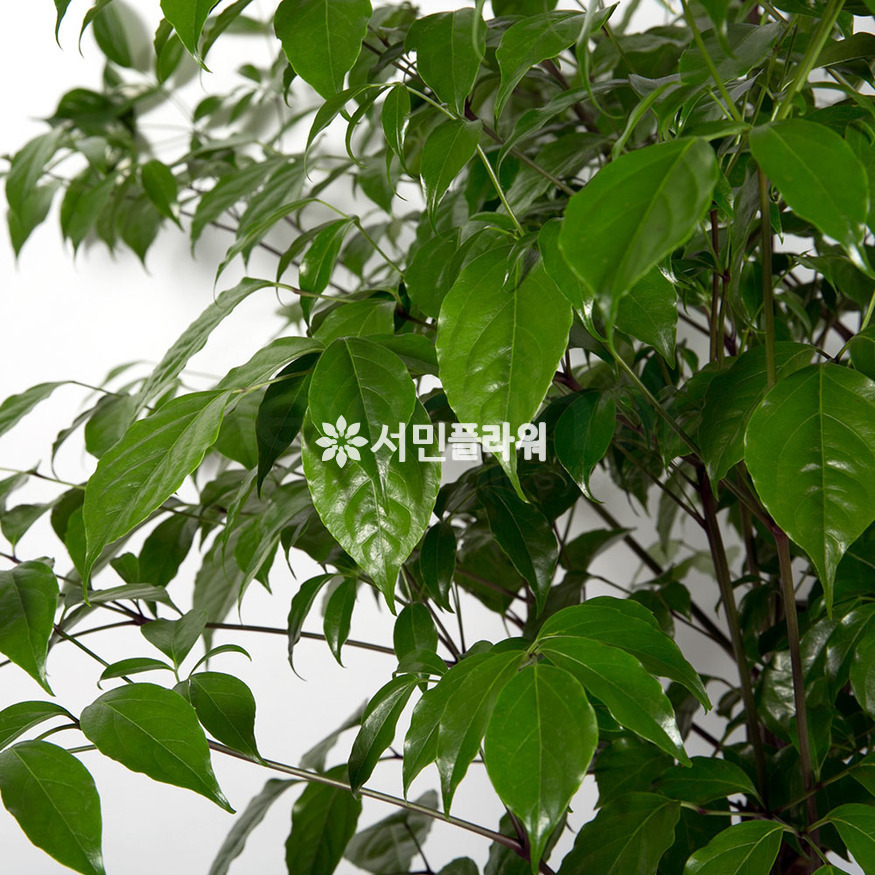 상세이미지