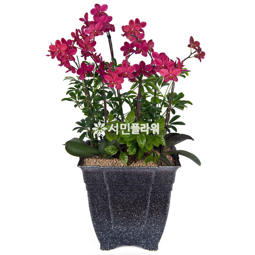 상세이미지