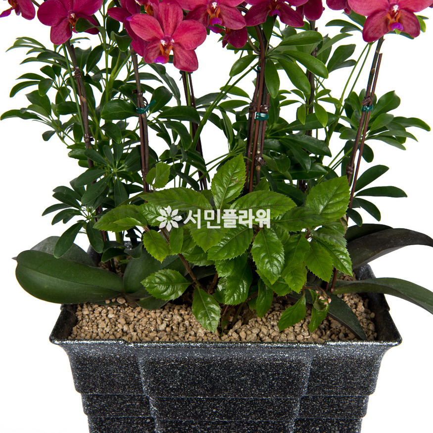 상세이미지