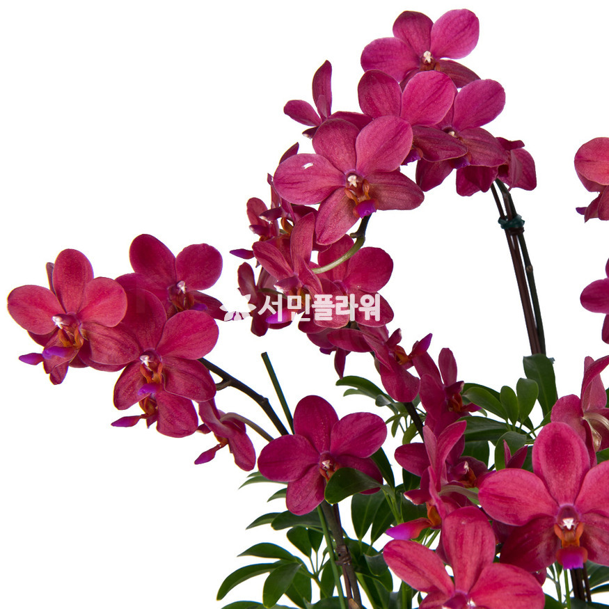 상세이미지