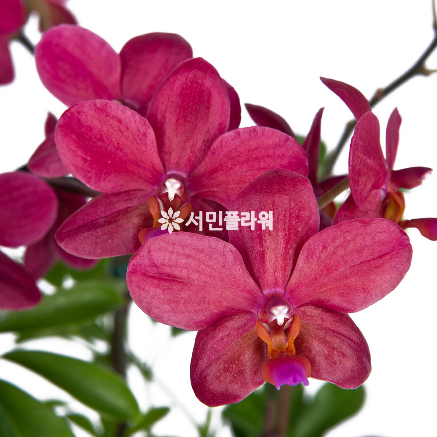 상세이미지