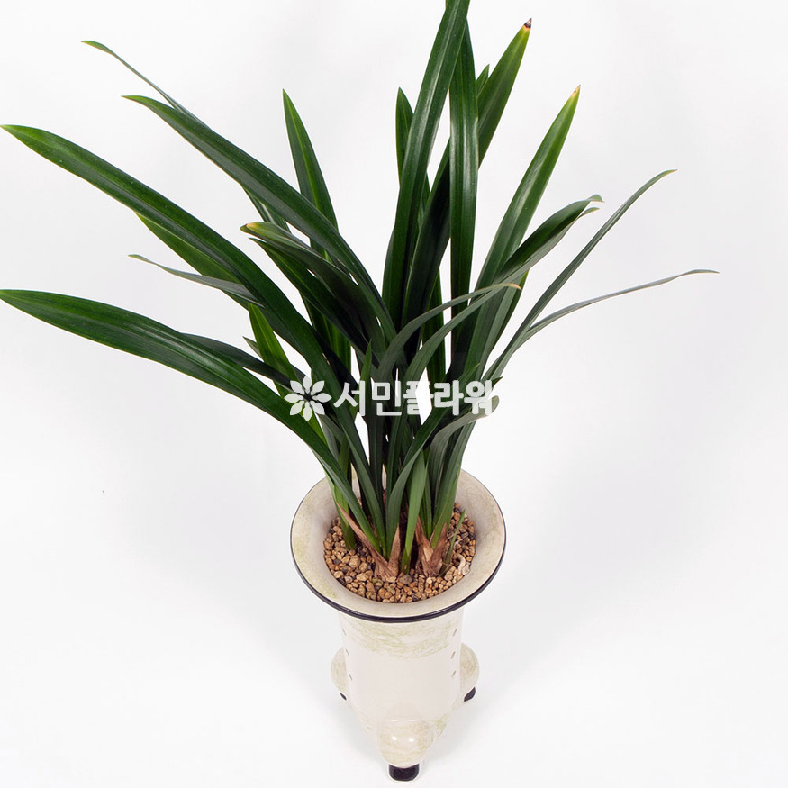 상세이미지
