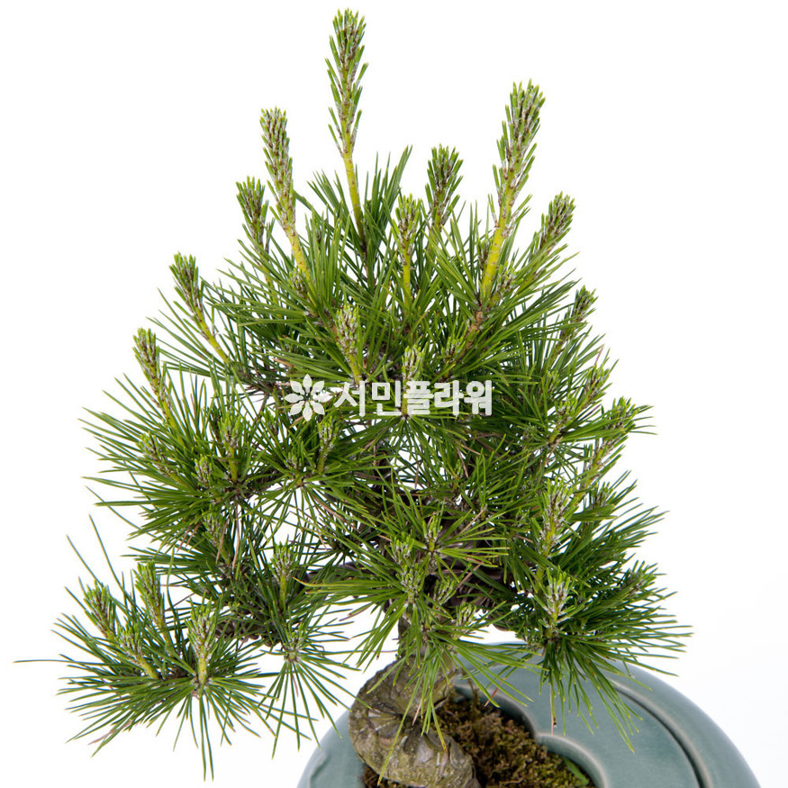 상세이미지
