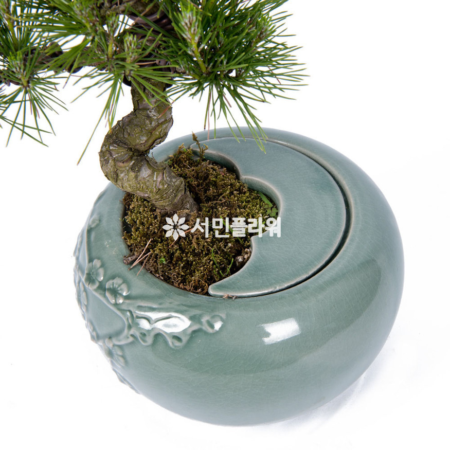 상세이미지