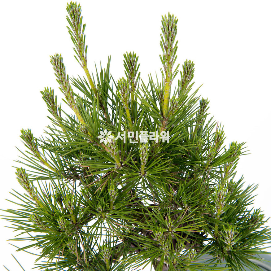 상세이미지
