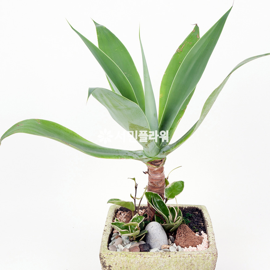 상세이미지