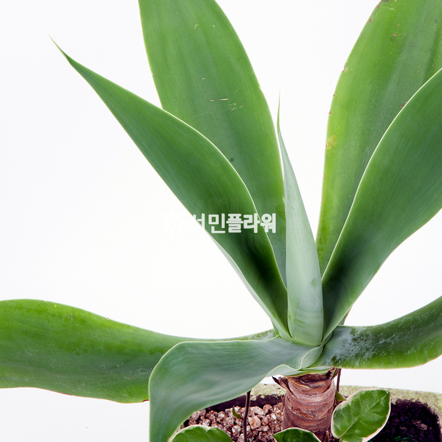 상세이미지