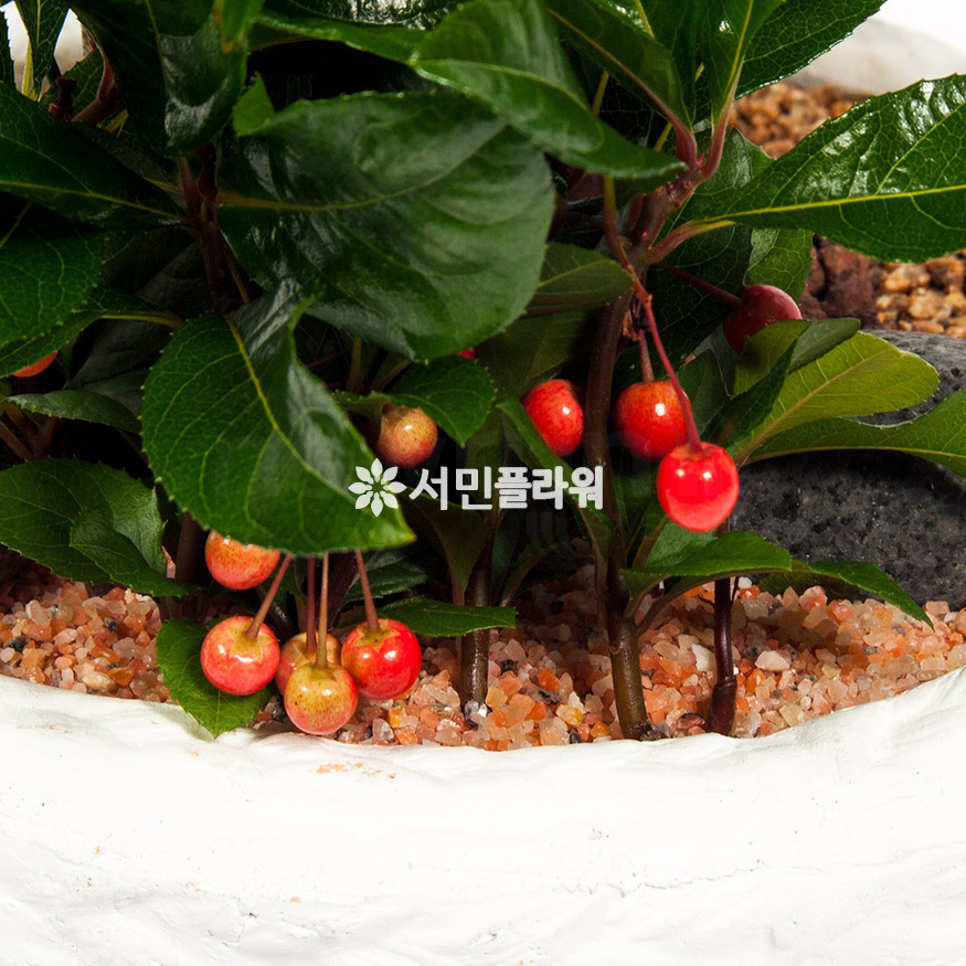 상세이미지