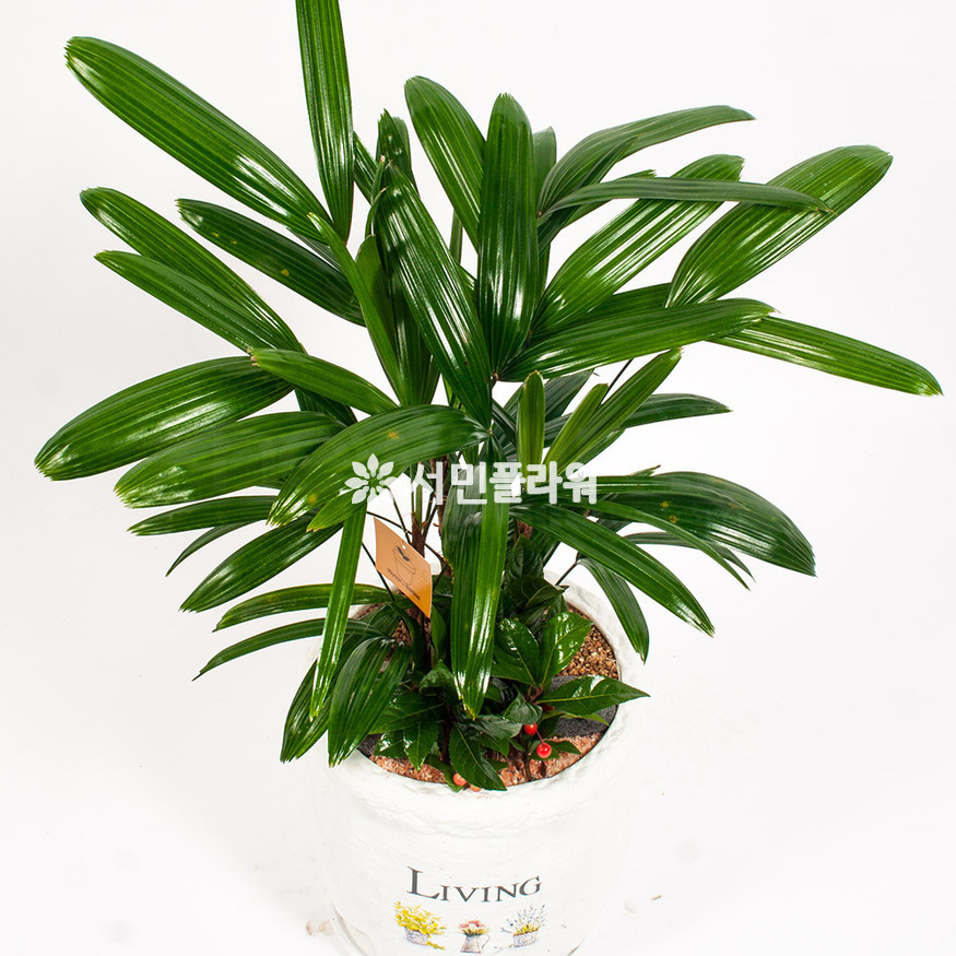 상세이미지