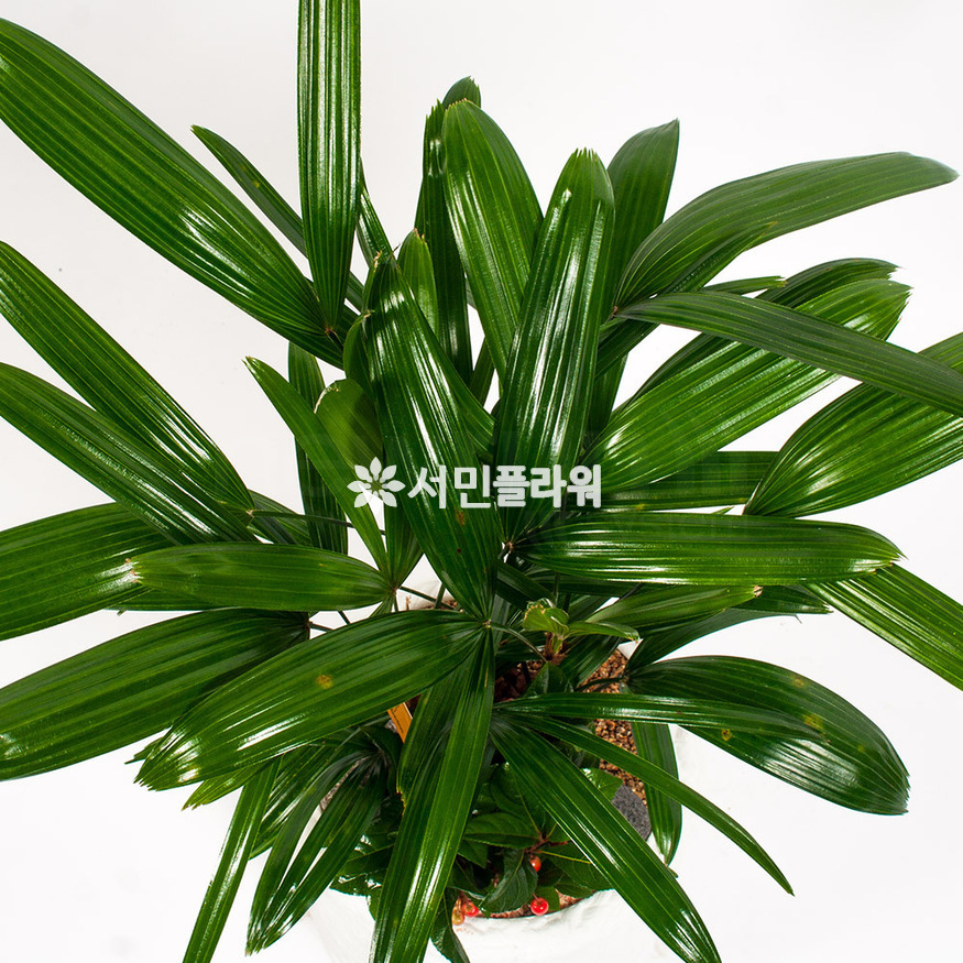 상세이미지