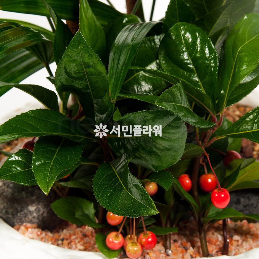 상세이미지