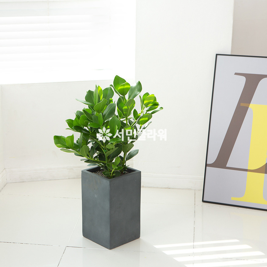 상세이미지