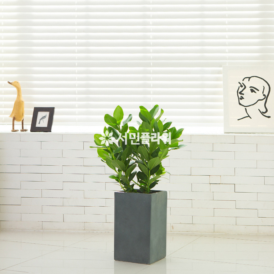 상세이미지