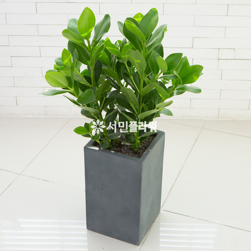상세이미지
