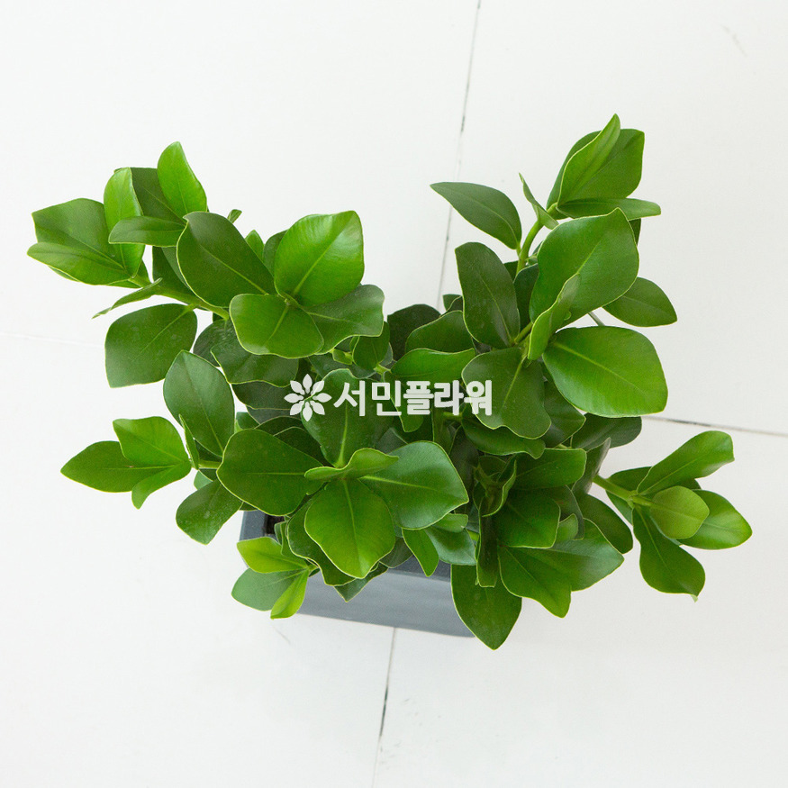 상세이미지