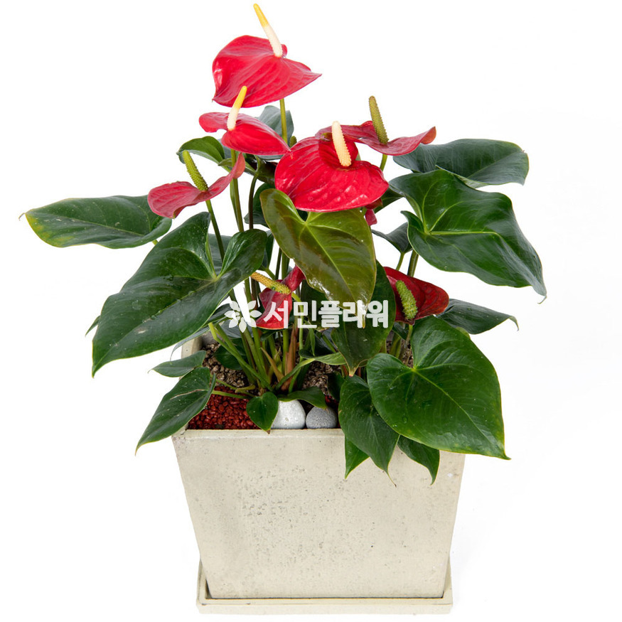 상세이미지