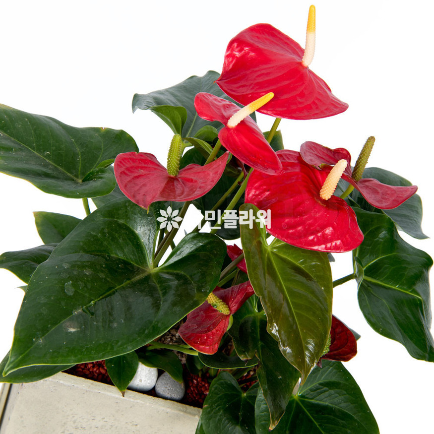 상세이미지