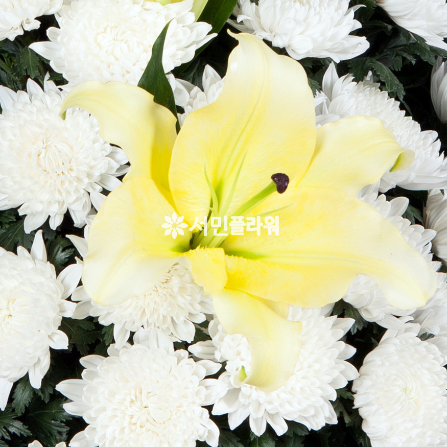 상세이미지