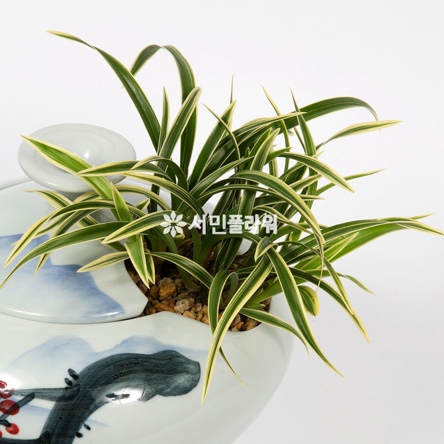 상세이미지