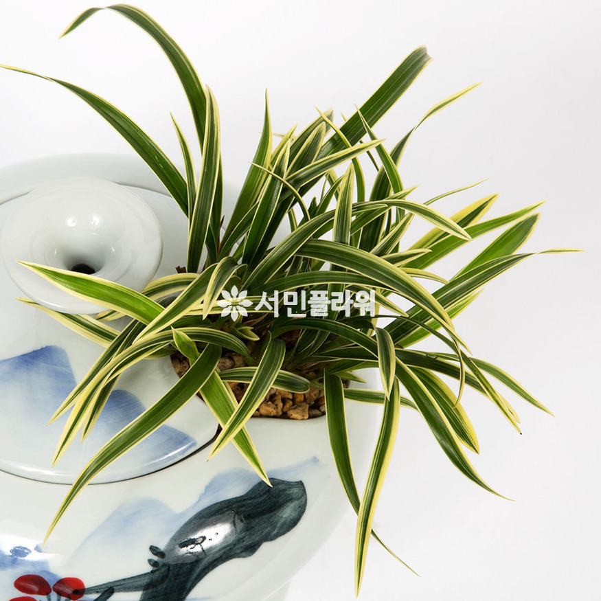 상세이미지