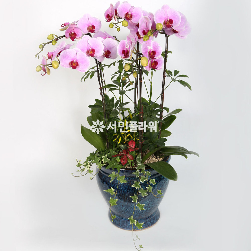 상세이미지