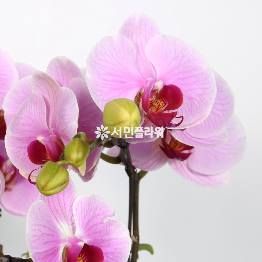 상세이미지