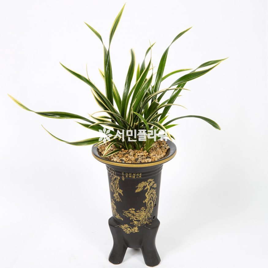 상세이미지