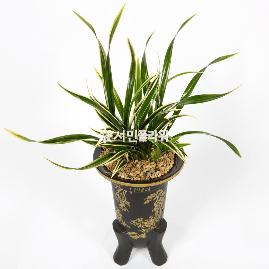상세이미지