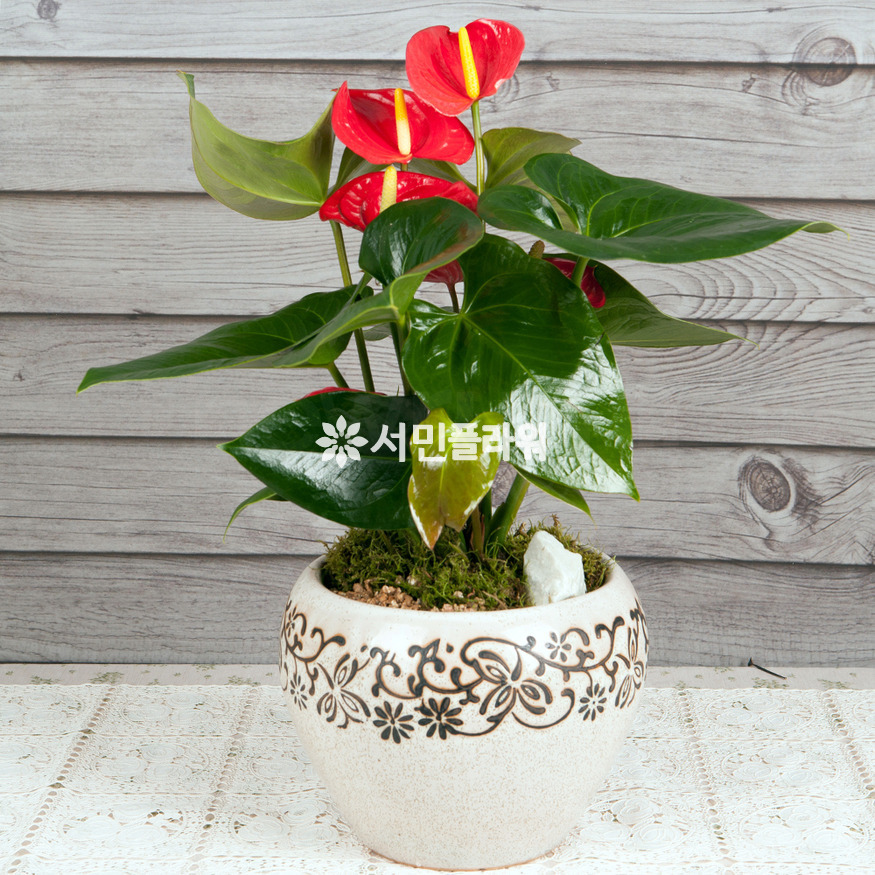 상세이미지