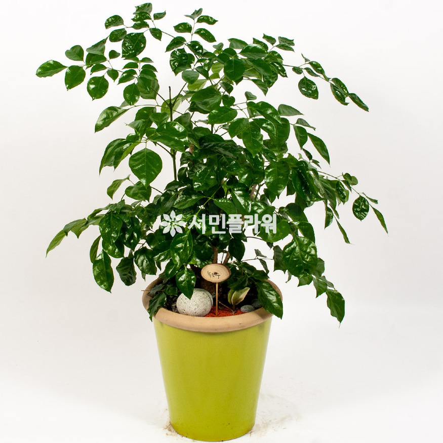상세이미지