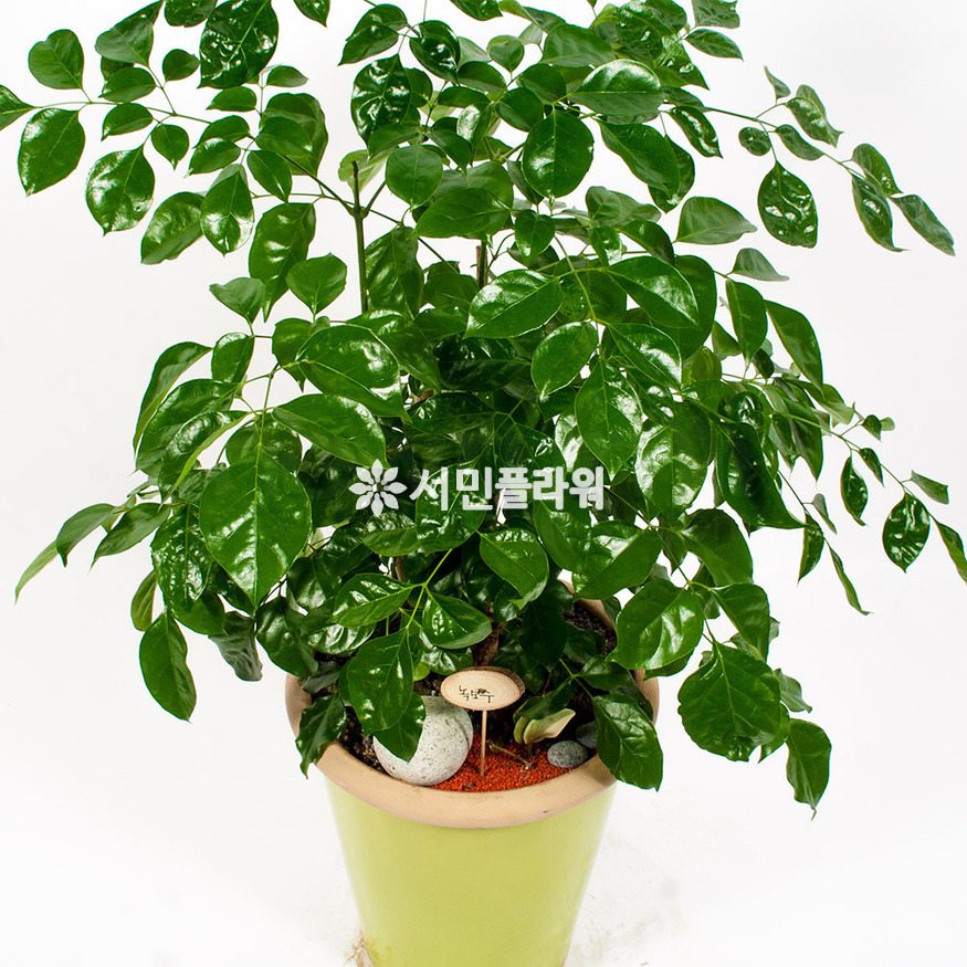 상세이미지
