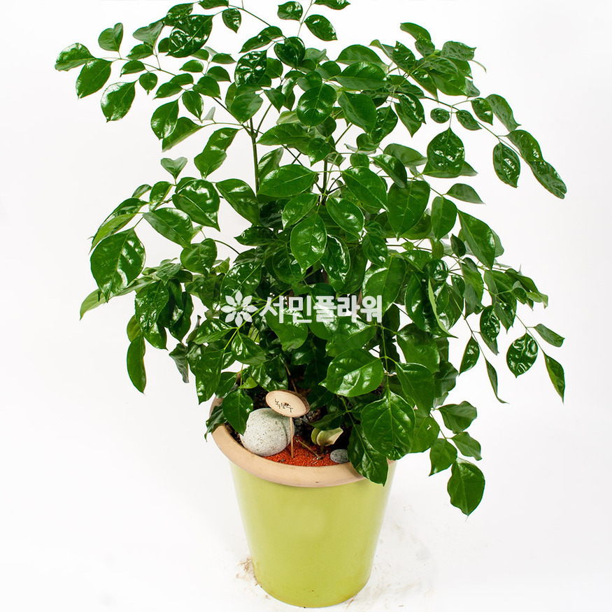 상세이미지