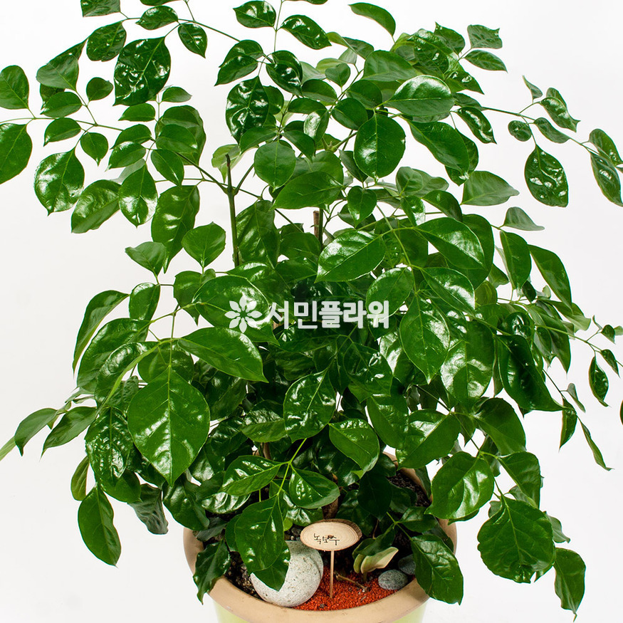 상세이미지