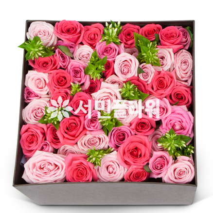 핑크 핑키 핑크