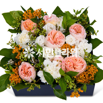 꽃상자 c751