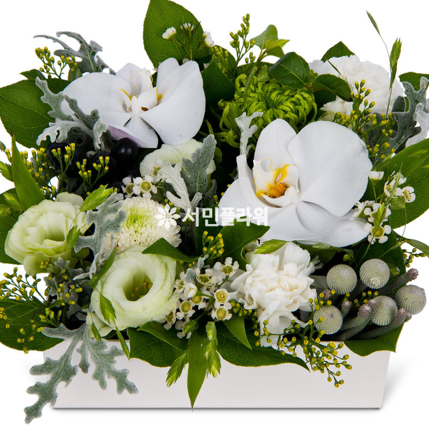 상세이미지