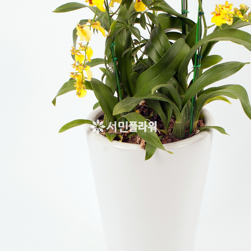 상세이미지