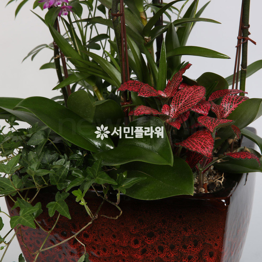 상세이미지