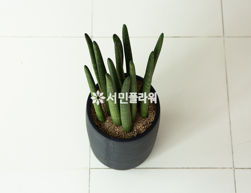 상세이미지