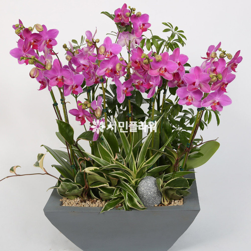 상세이미지