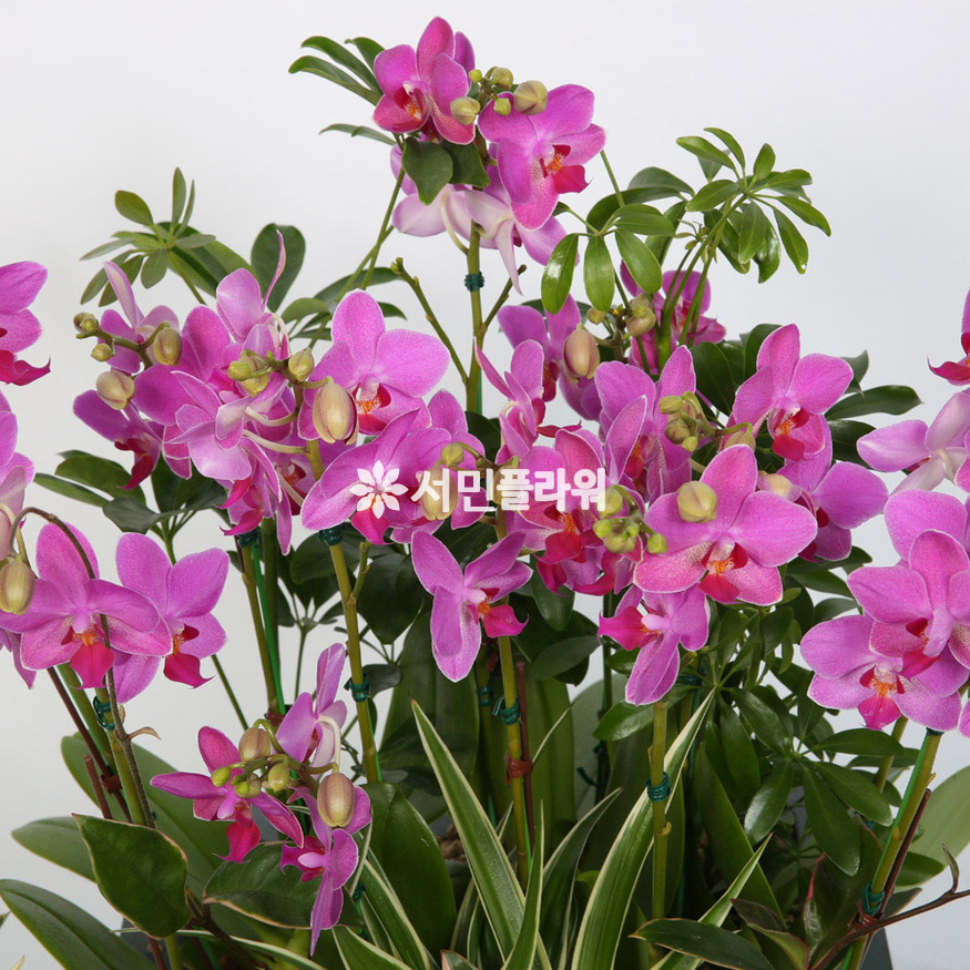 상세이미지