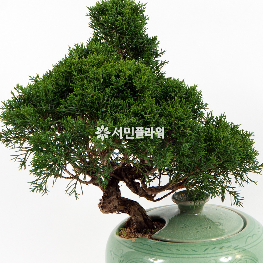 상세이미지