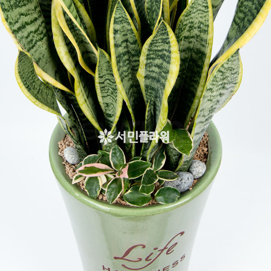 상세이미지