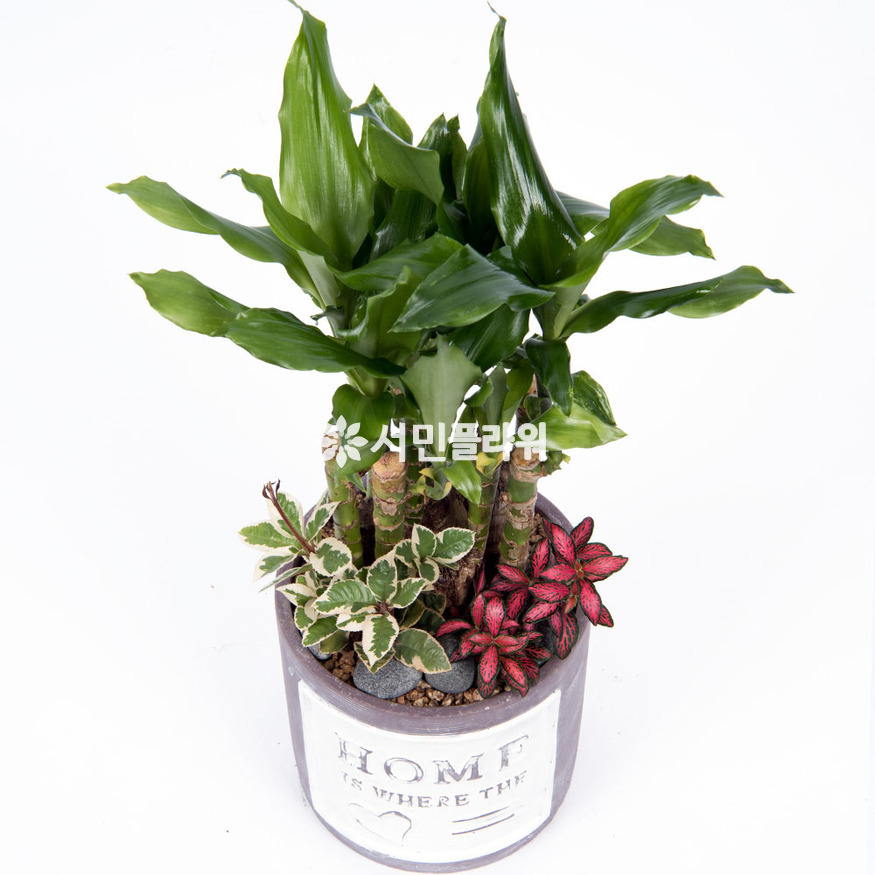 상세이미지
